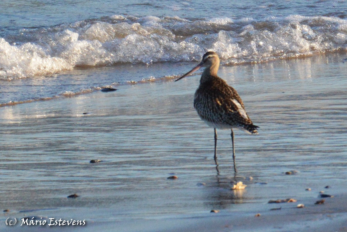 Bar-tailed Godwit - ML178981711