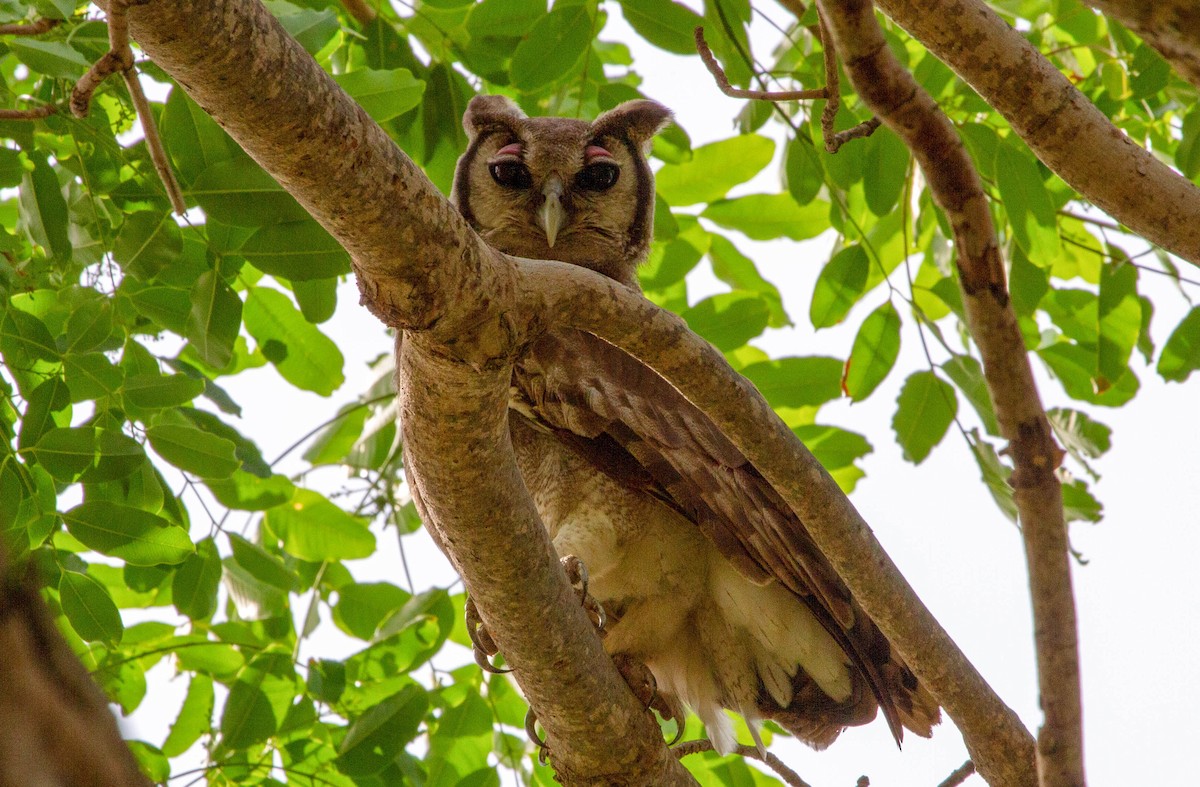 Verreaux's Eagle-Owl - ML178982071