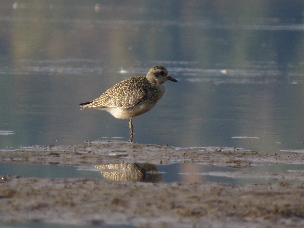 Black-bellied Plover - ML178982271