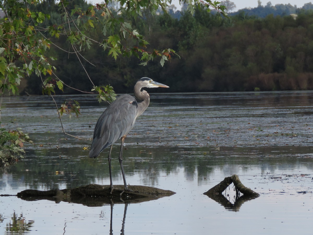 Great Blue Heron - ML178982351