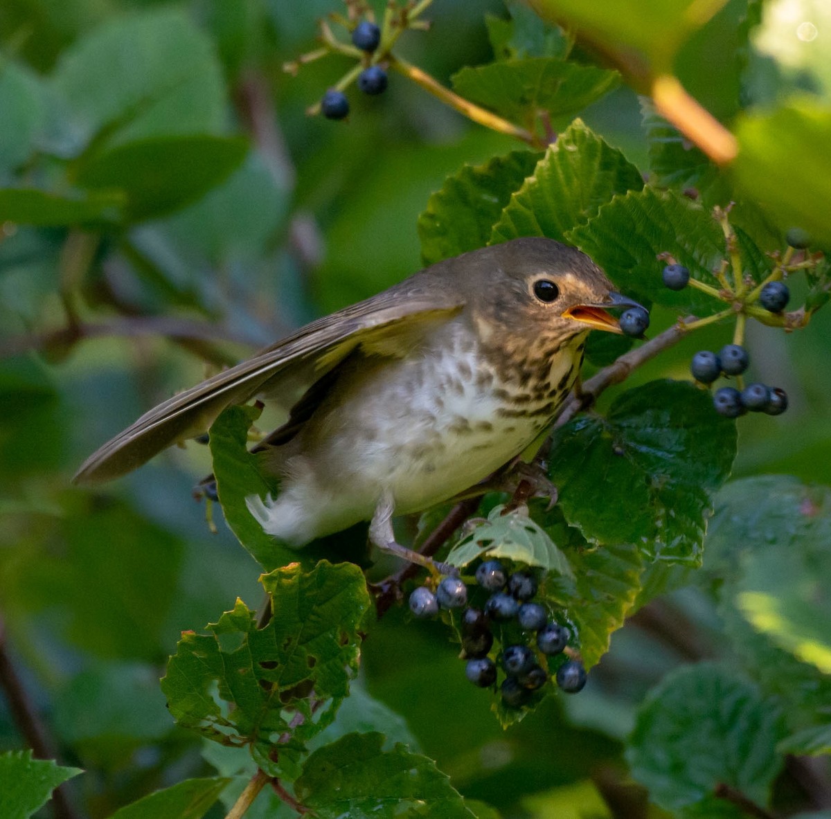Swainson's Thrush - ML178982931