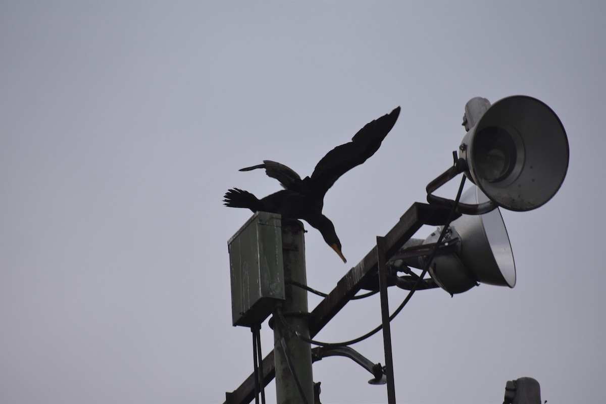 Double-crested Cormorant - ML178983961