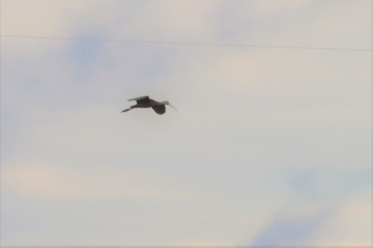 Glossy/White-faced Ibis - ML178984451