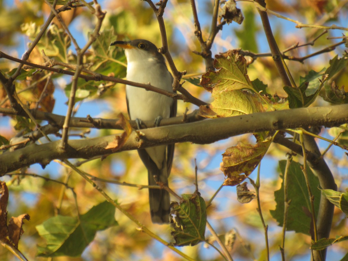 Yellow-billed Cuckoo - ML178986871