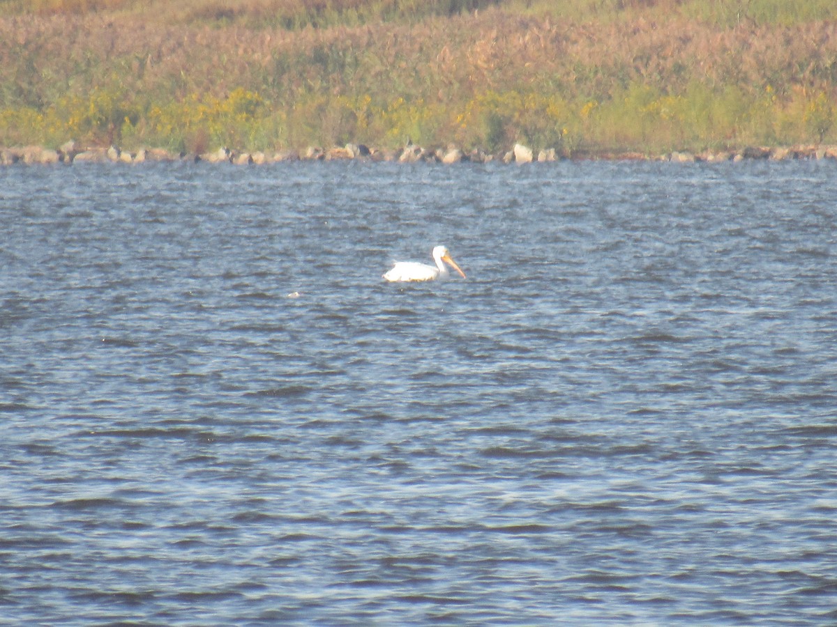 American White Pelican - John Coyle