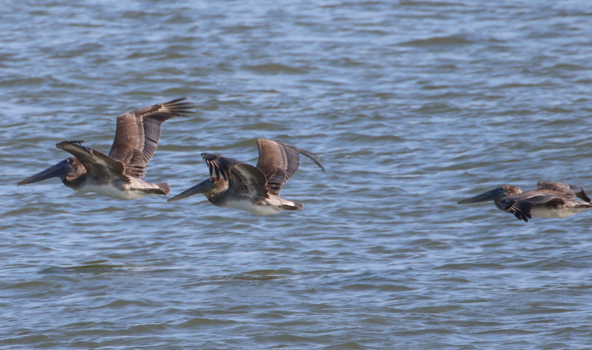 Brown Pelican - ML178987771