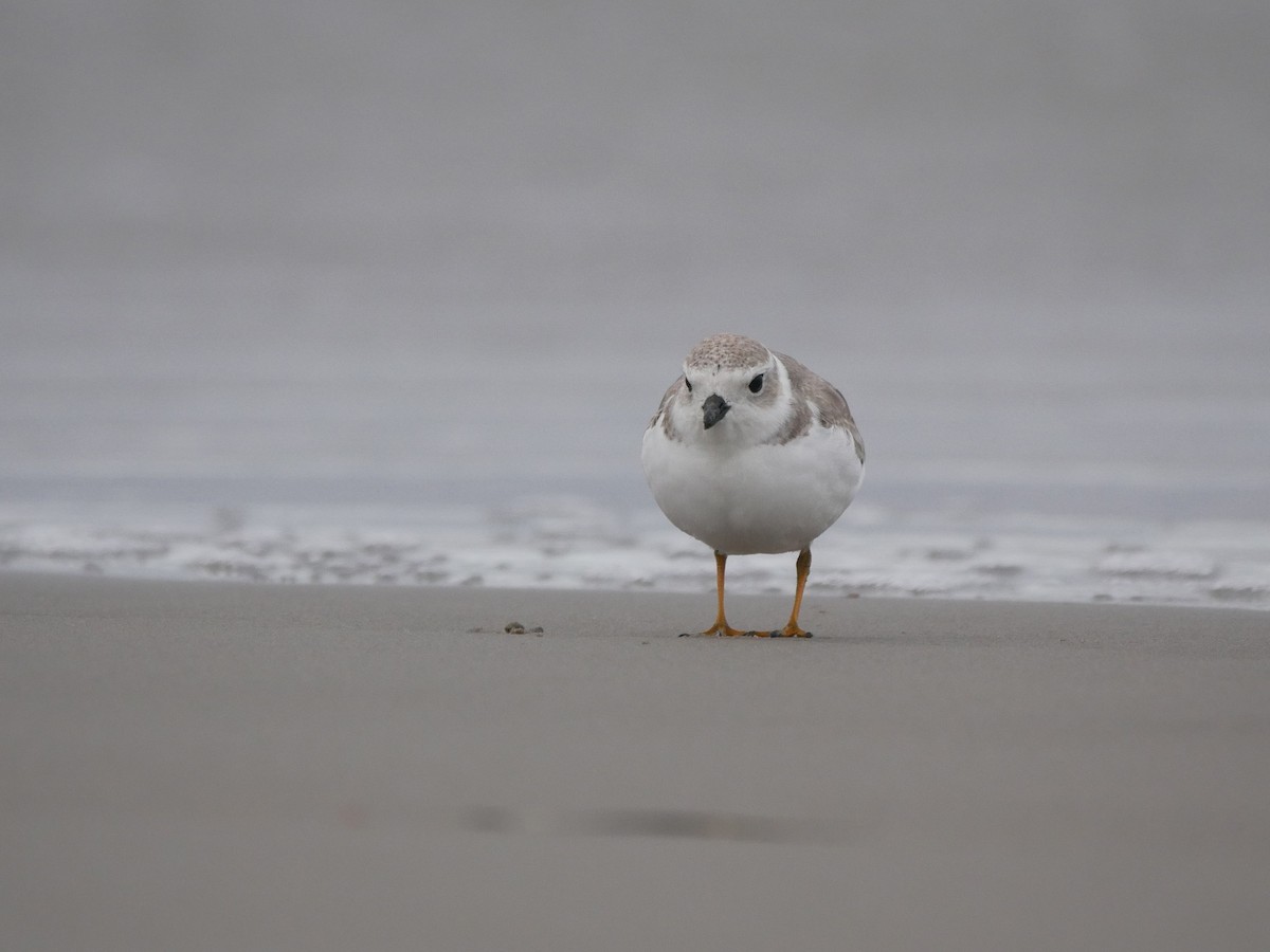 Piping Plover - ML178989461