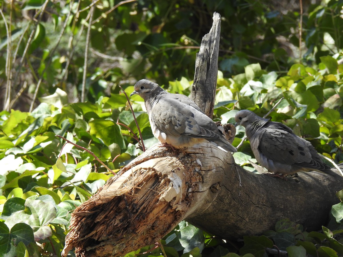 Eared Dove - JESSICA ARRIGORRIA