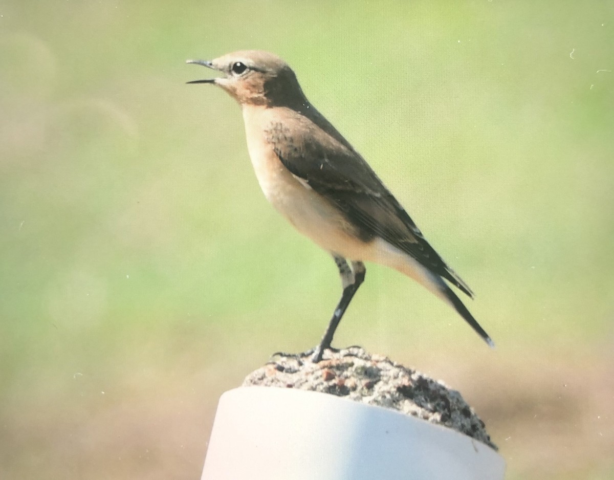 Northern Wheatear - T. Jay Adams