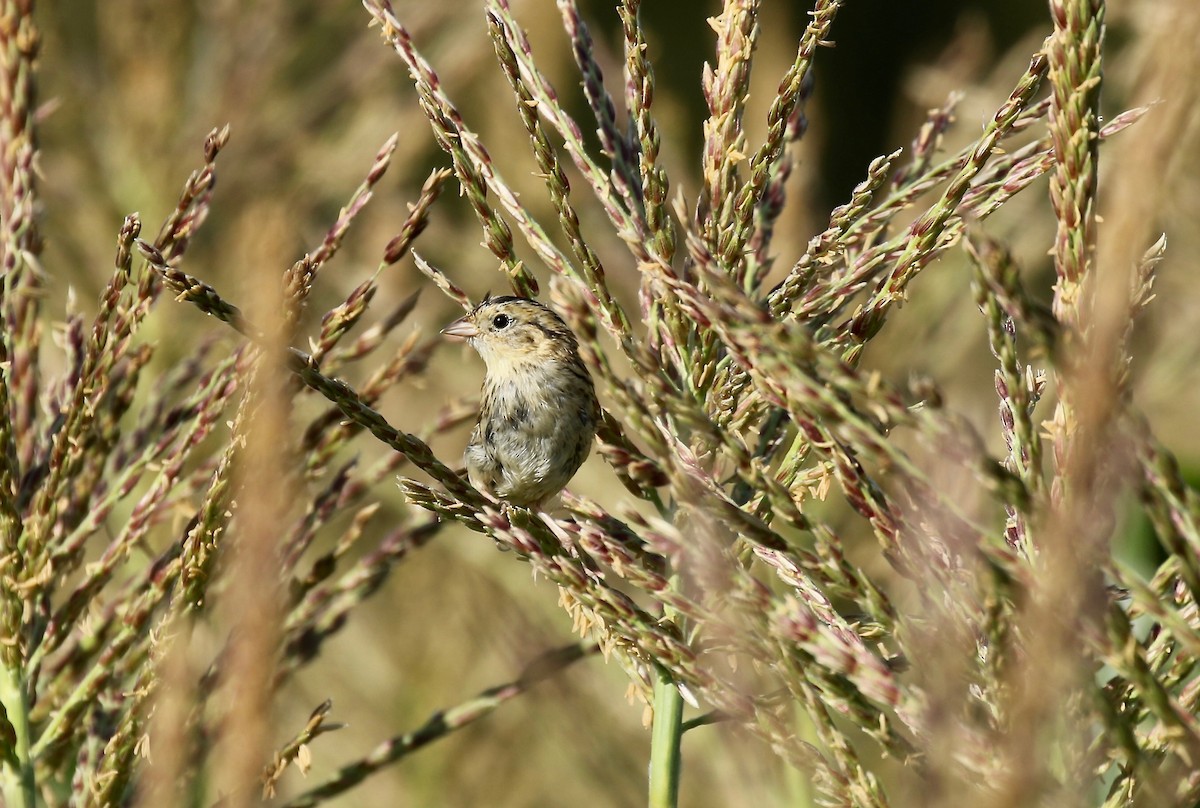 LeConte's Sparrow - Jim Sparrell
