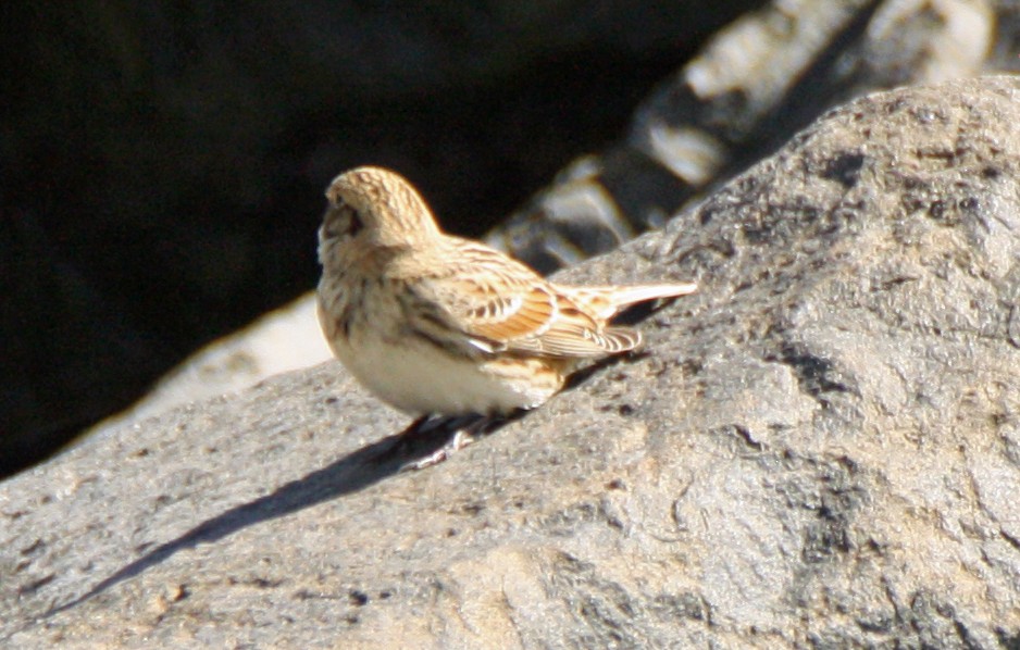 Lapland Longspur - Gerald Teig