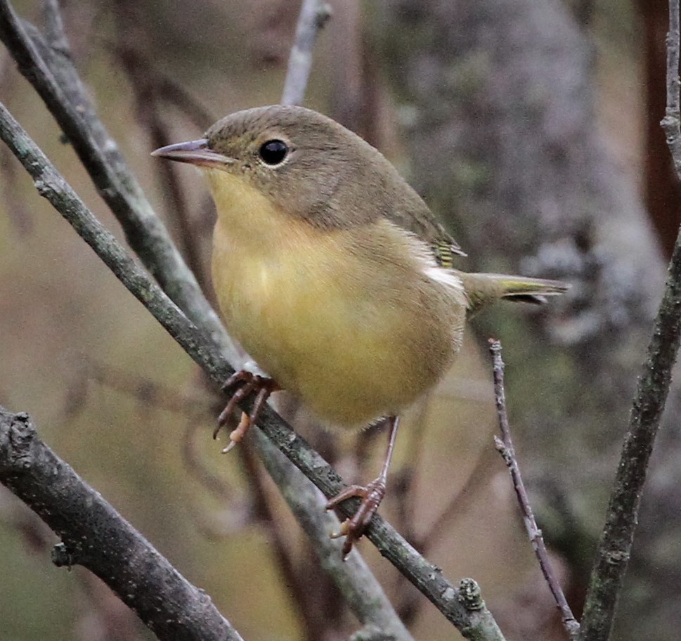 Common Yellowthroat - ML178996701