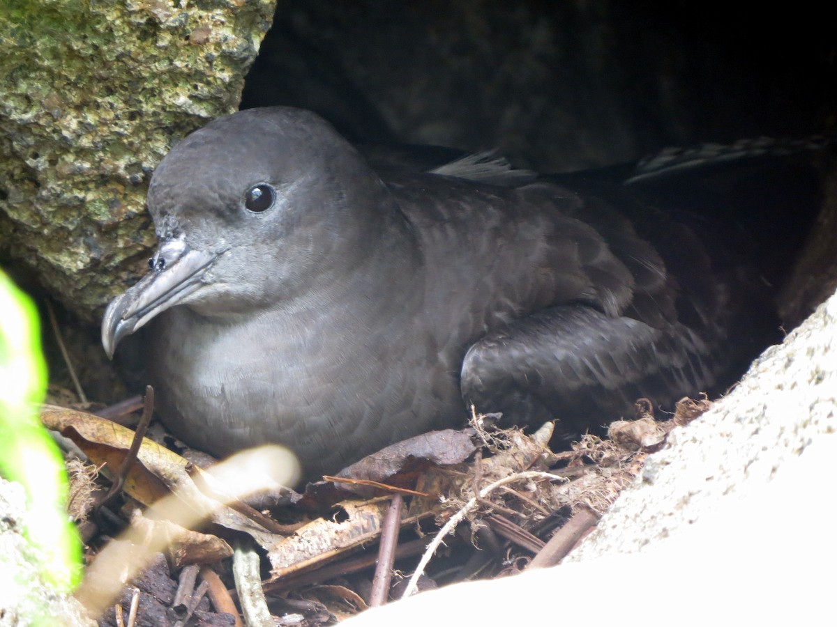 Wedge-tailed Shearwater - Kevin Seymour