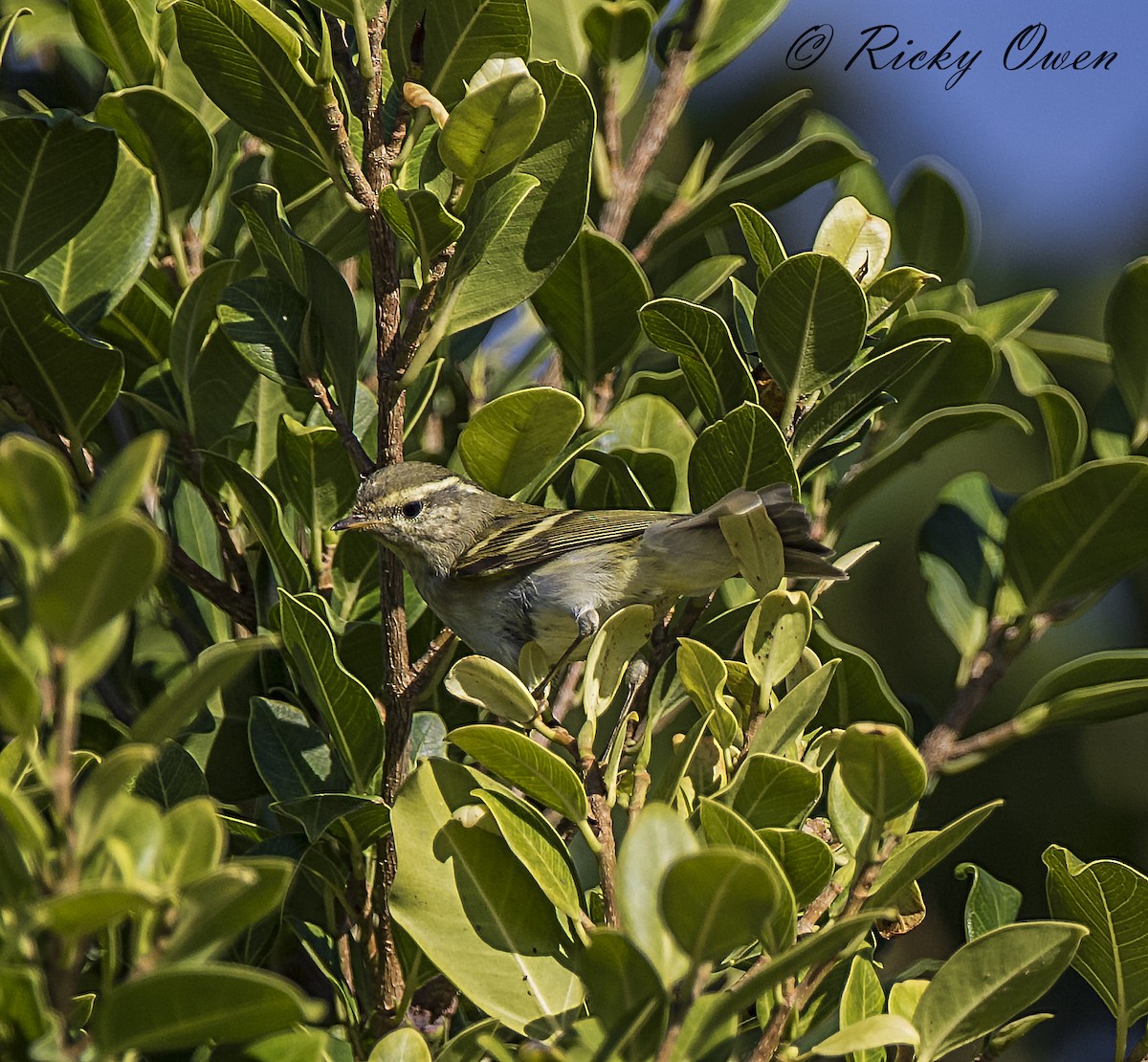 Yellow-browed Warbler - ML178999231