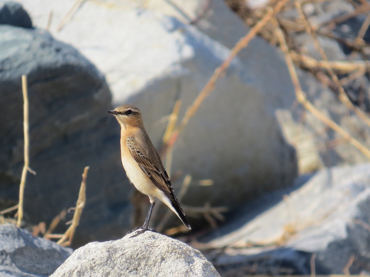 Northern Wheatear - ML179001341