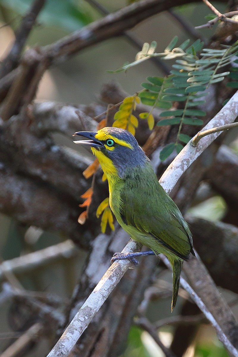 Schieferkopfvireo - ML179001891