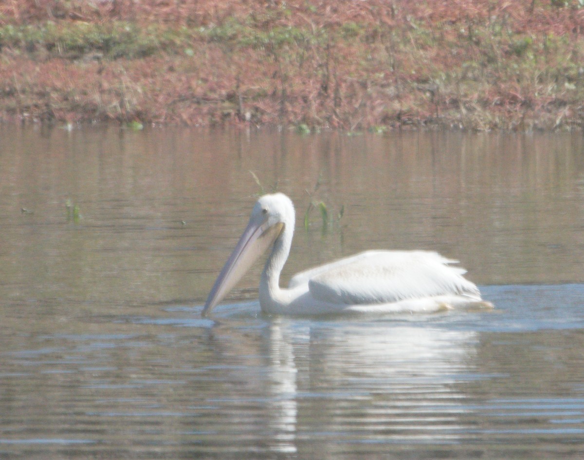 American White Pelican - ML179001981