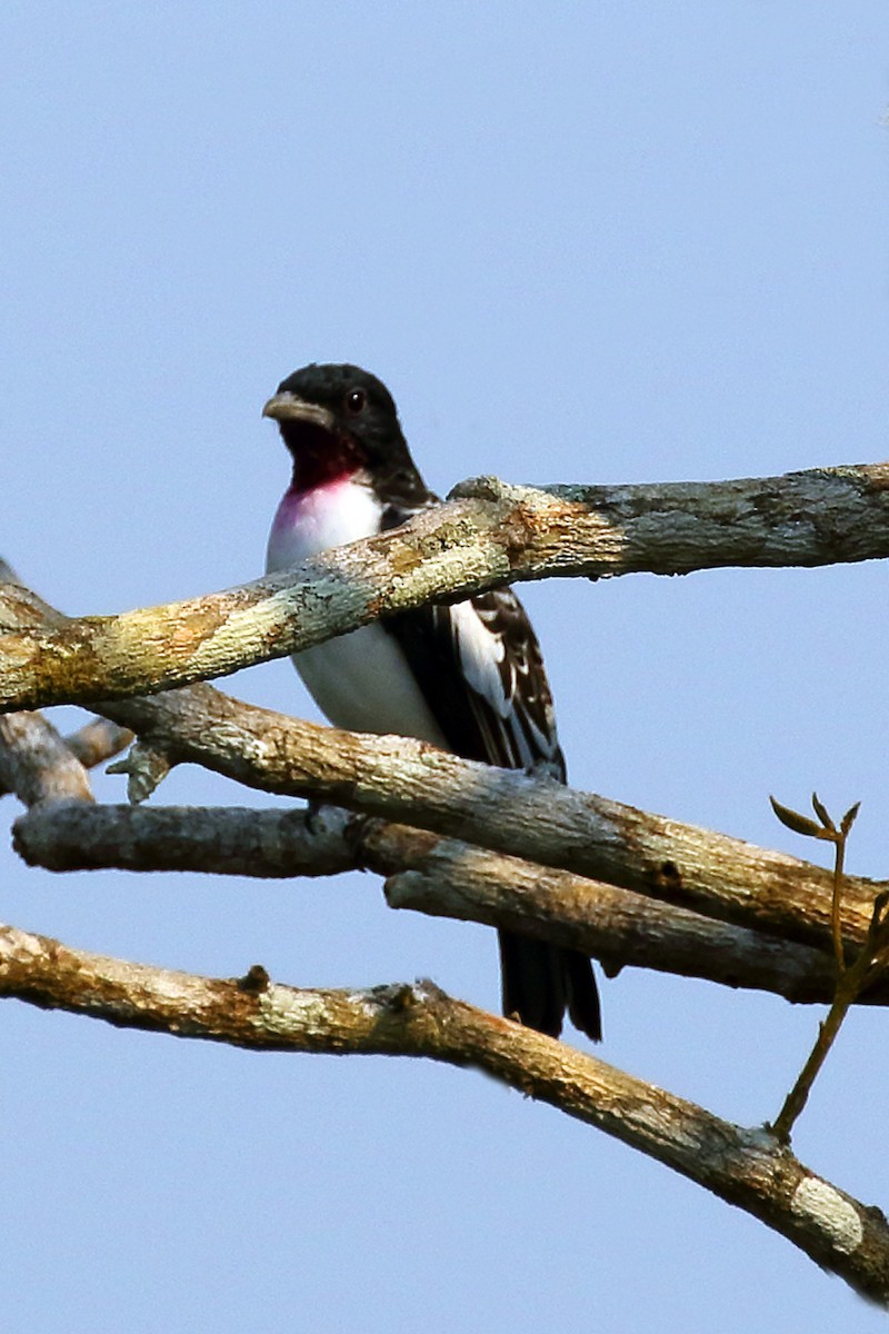 Purple-throated Cotinga - ML179001991