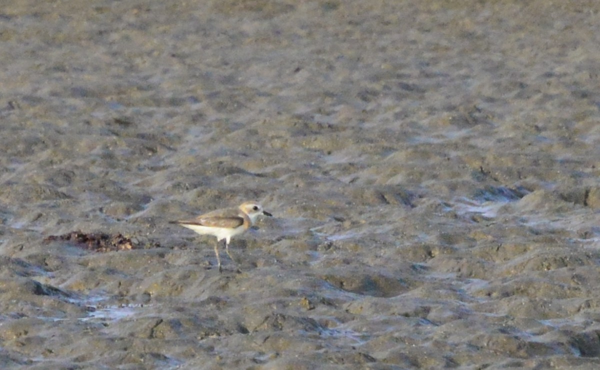 Tibetan Sand-Plover - Paul Block