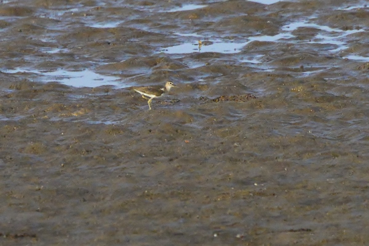 Common Sandpiper - ML179004281