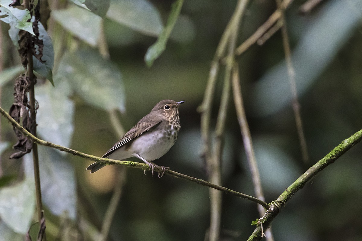 Swainson's Thrush - ML179005921