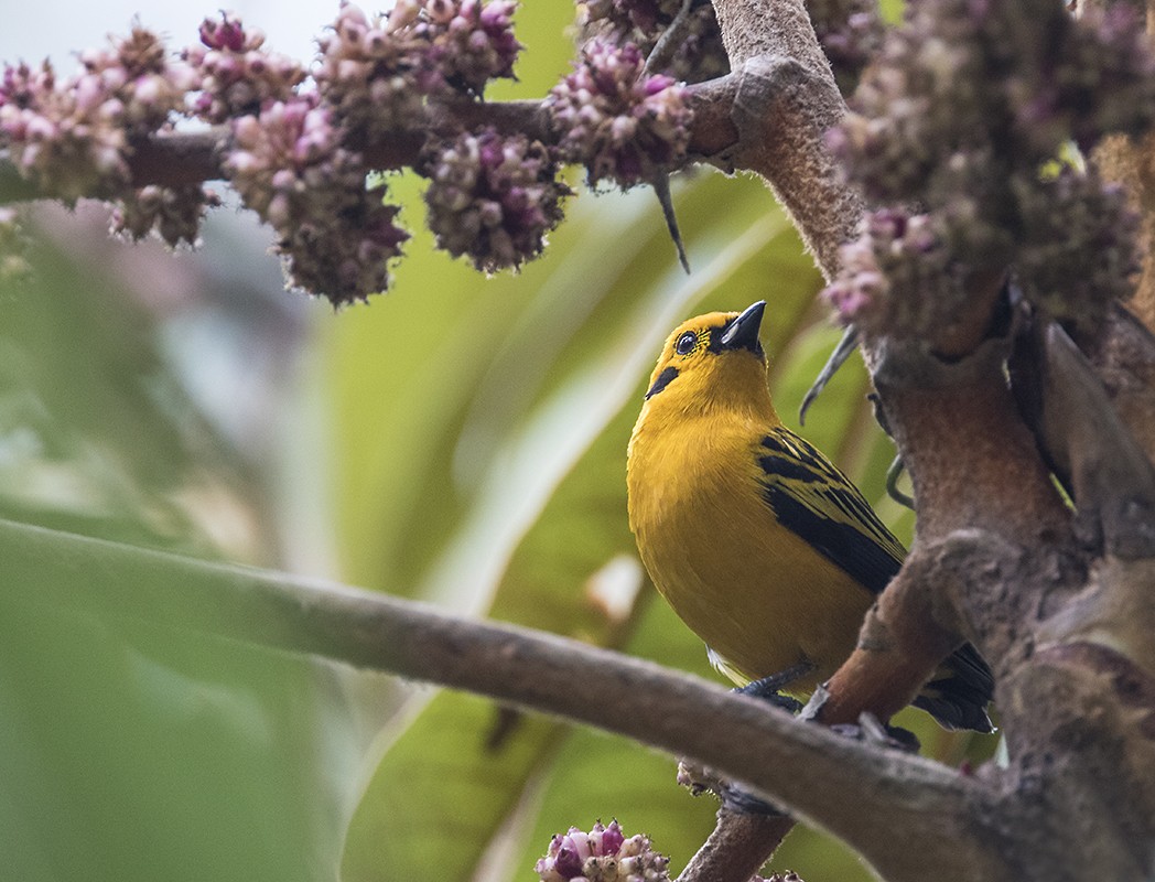 Golden Tanager - ML179006031