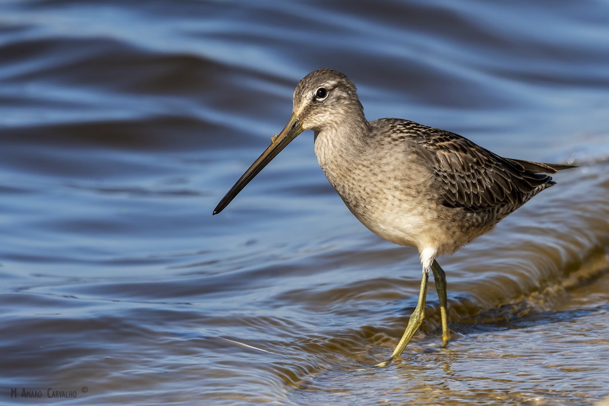 Long-billed Dowitcher - ML179007501