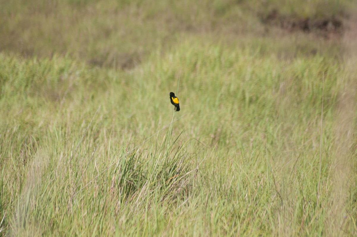 Yellow Bishop - ML179008771