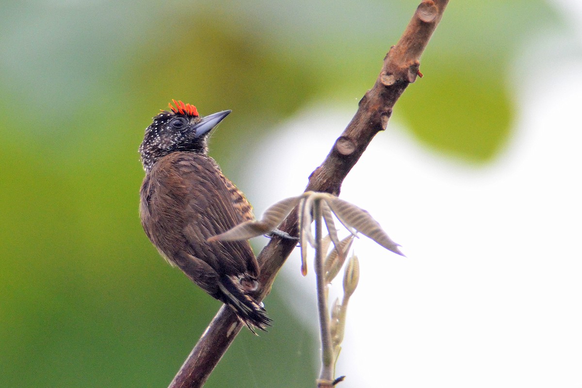 Varzea Piculet - ML179008901