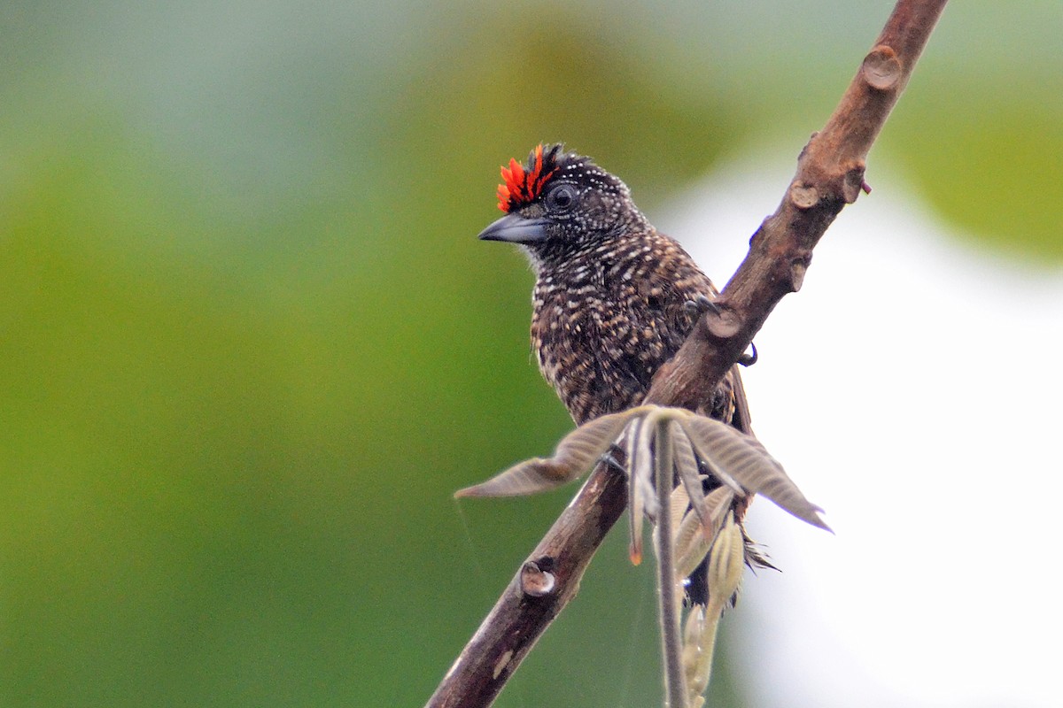 Varzea Piculet - Bruno Rennó