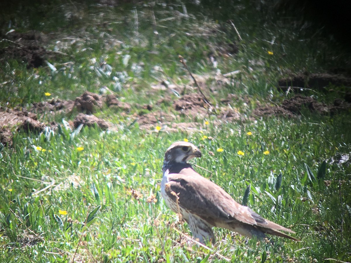 Prairie Falcon - ML179009351