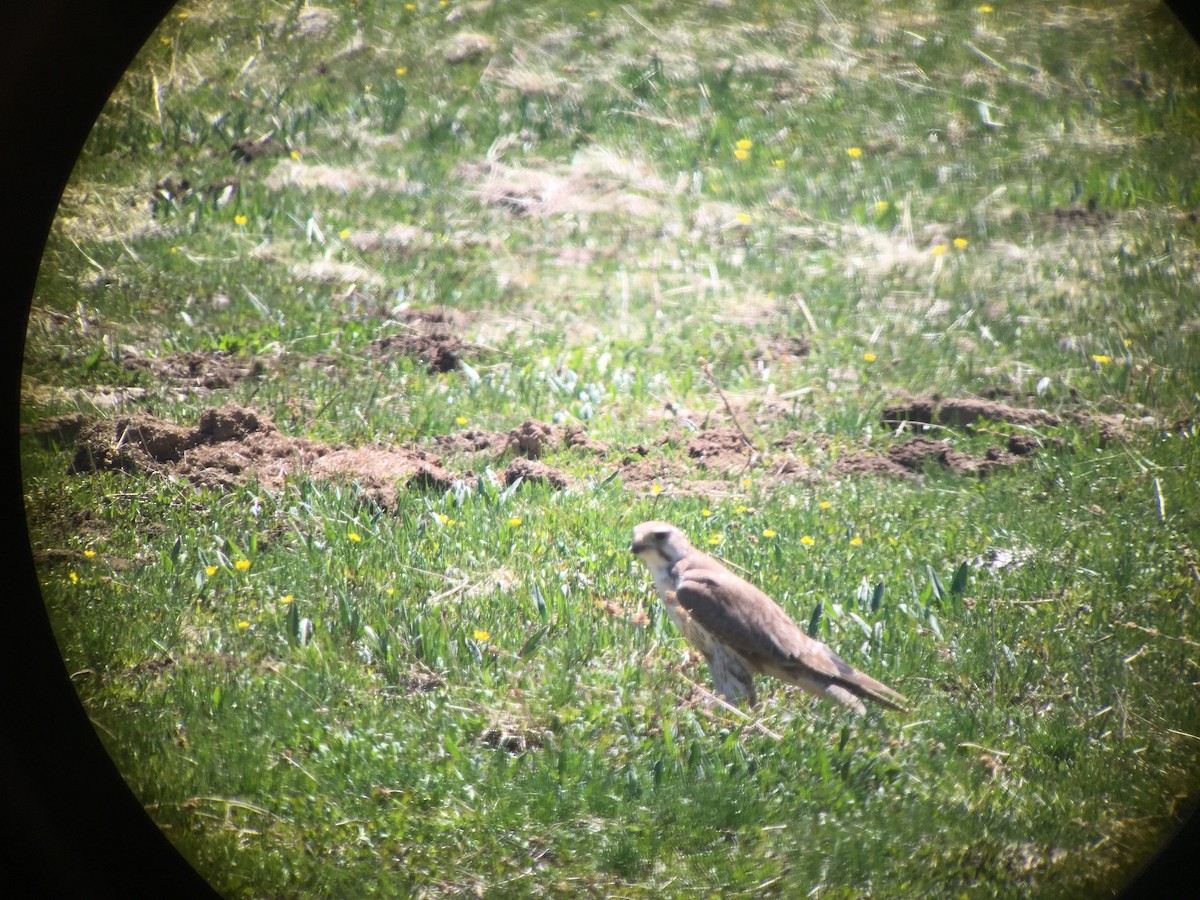 Prairie Falcon - ML179009431