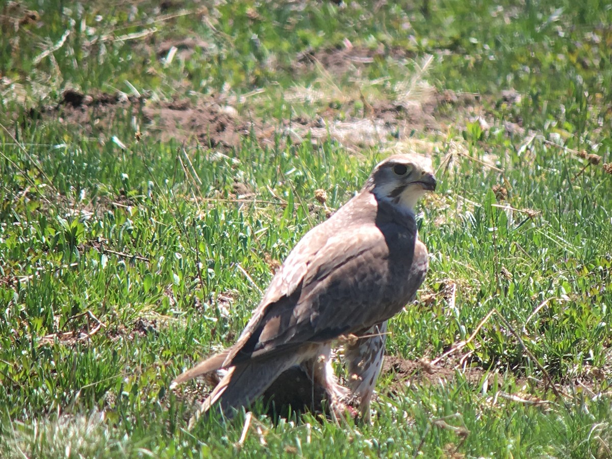 Prairie Falcon - logan kahle