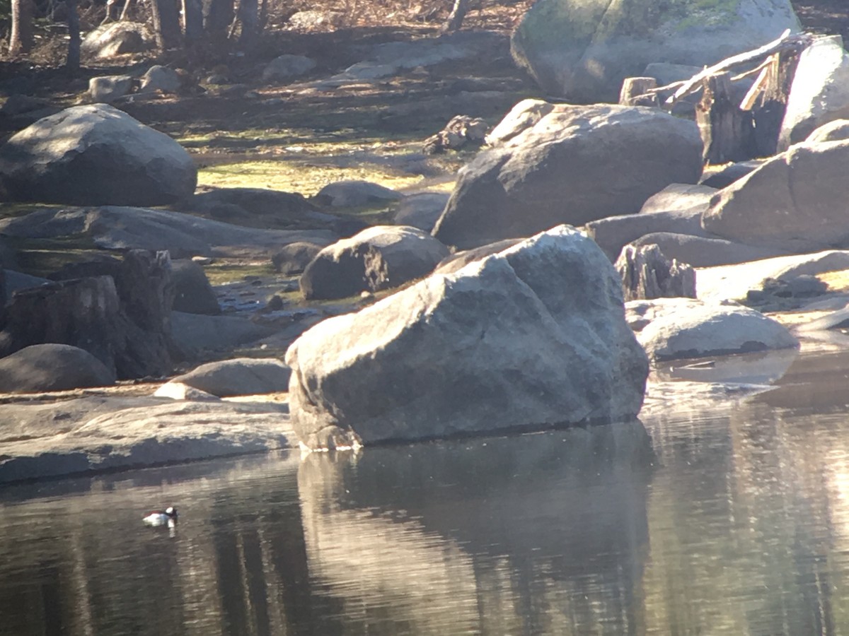 Bufflehead - ML179009651