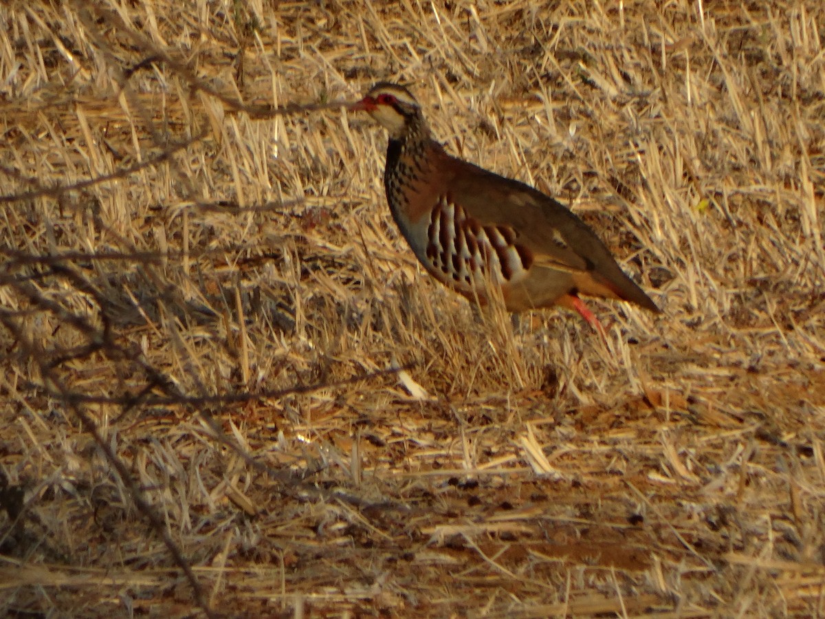 Red-legged Partridge - ML179009941