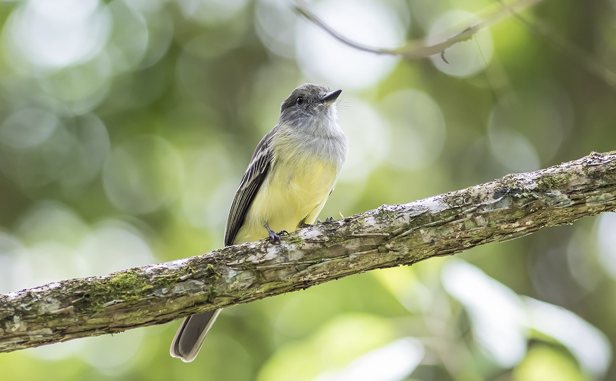 Pale-edged Flycatcher - ML179010741