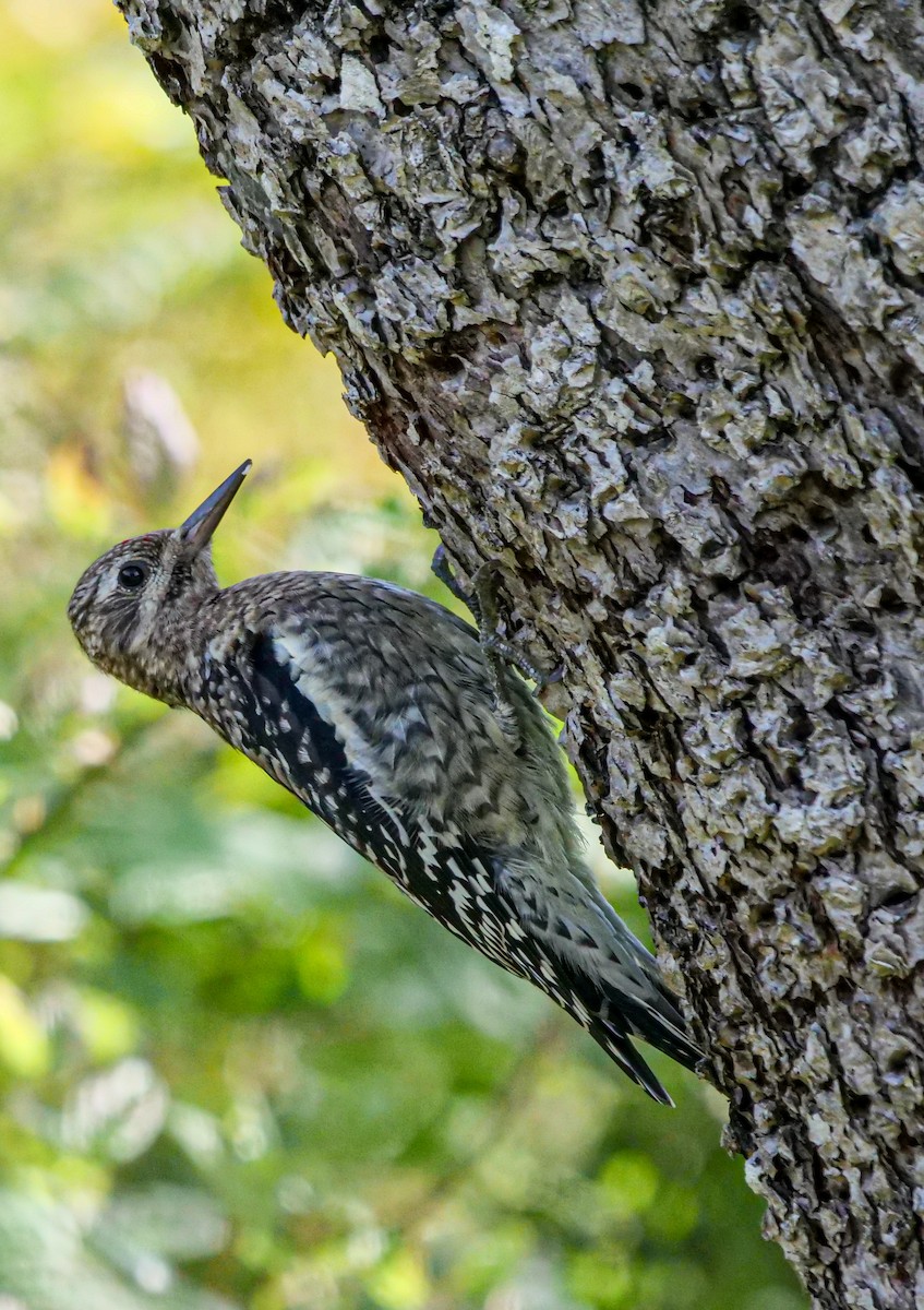 Yellow-bellied Sapsucker - Roger Horn