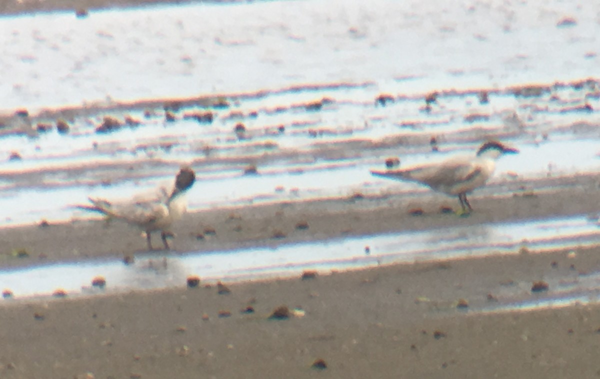 Gull-billed Tern - Frank Mantlik