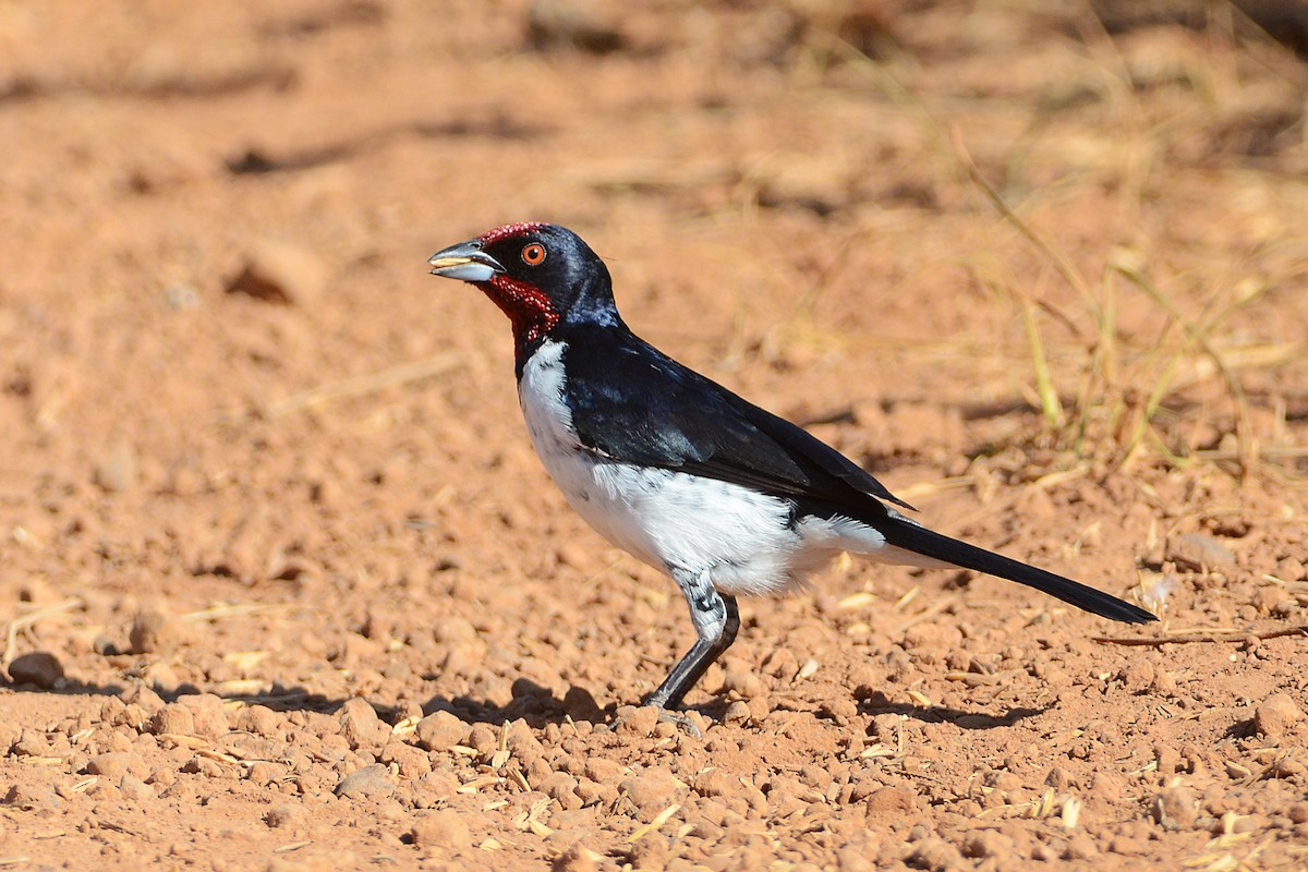 Crimson-fronted Cardinal - Bruno Rennó