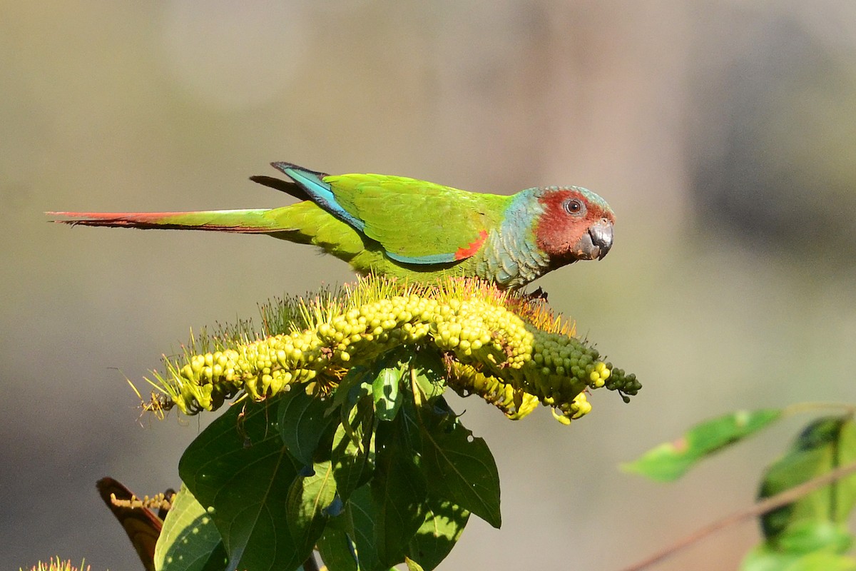 Pfrimer's Parakeet - Bruno Rennó