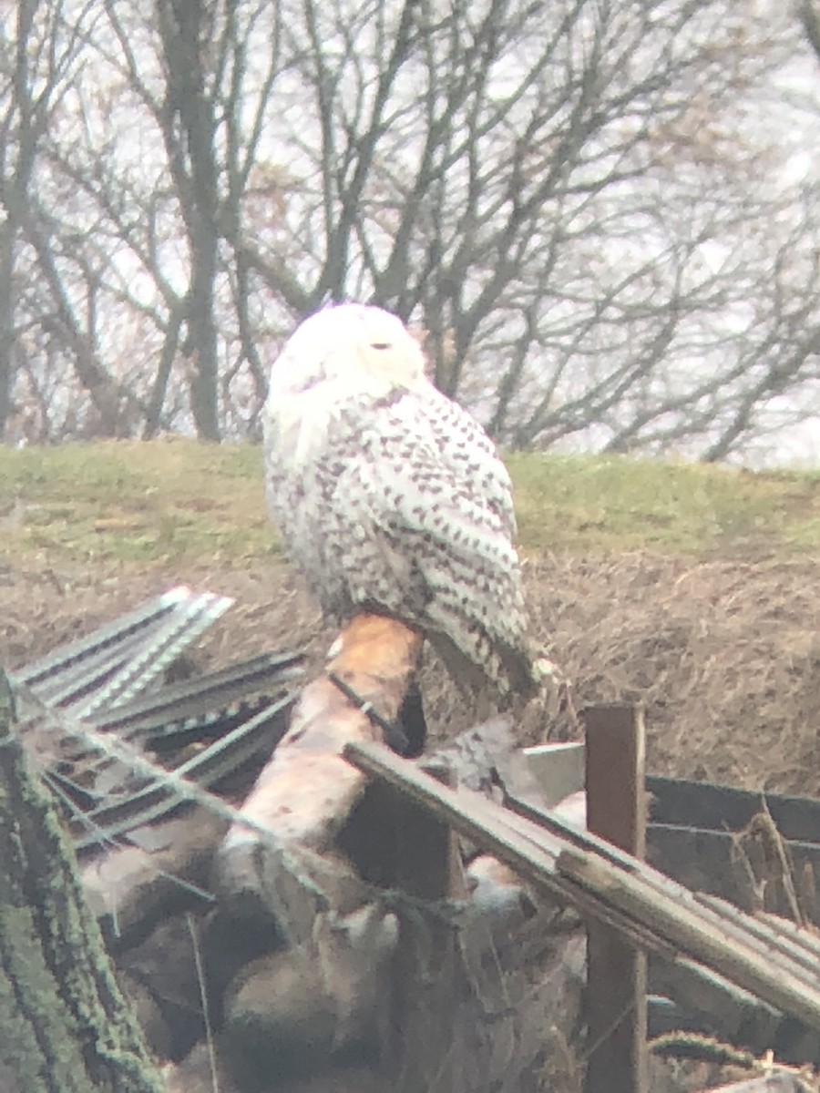 Snowy Owl - ML179013981