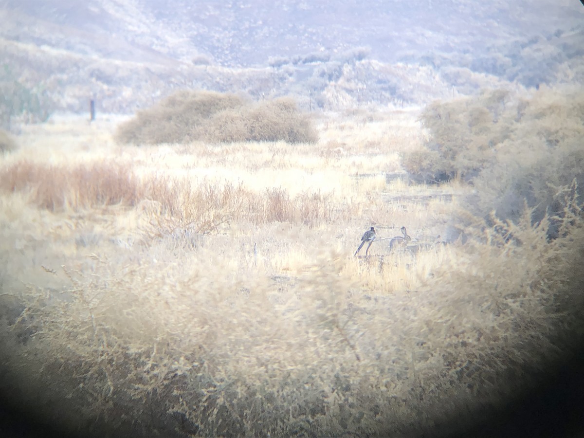 Greater Roadrunner - ML179015831