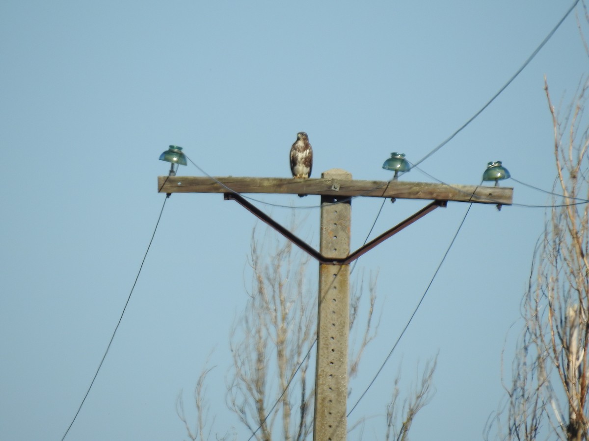 Common Buzzard - ML179017211