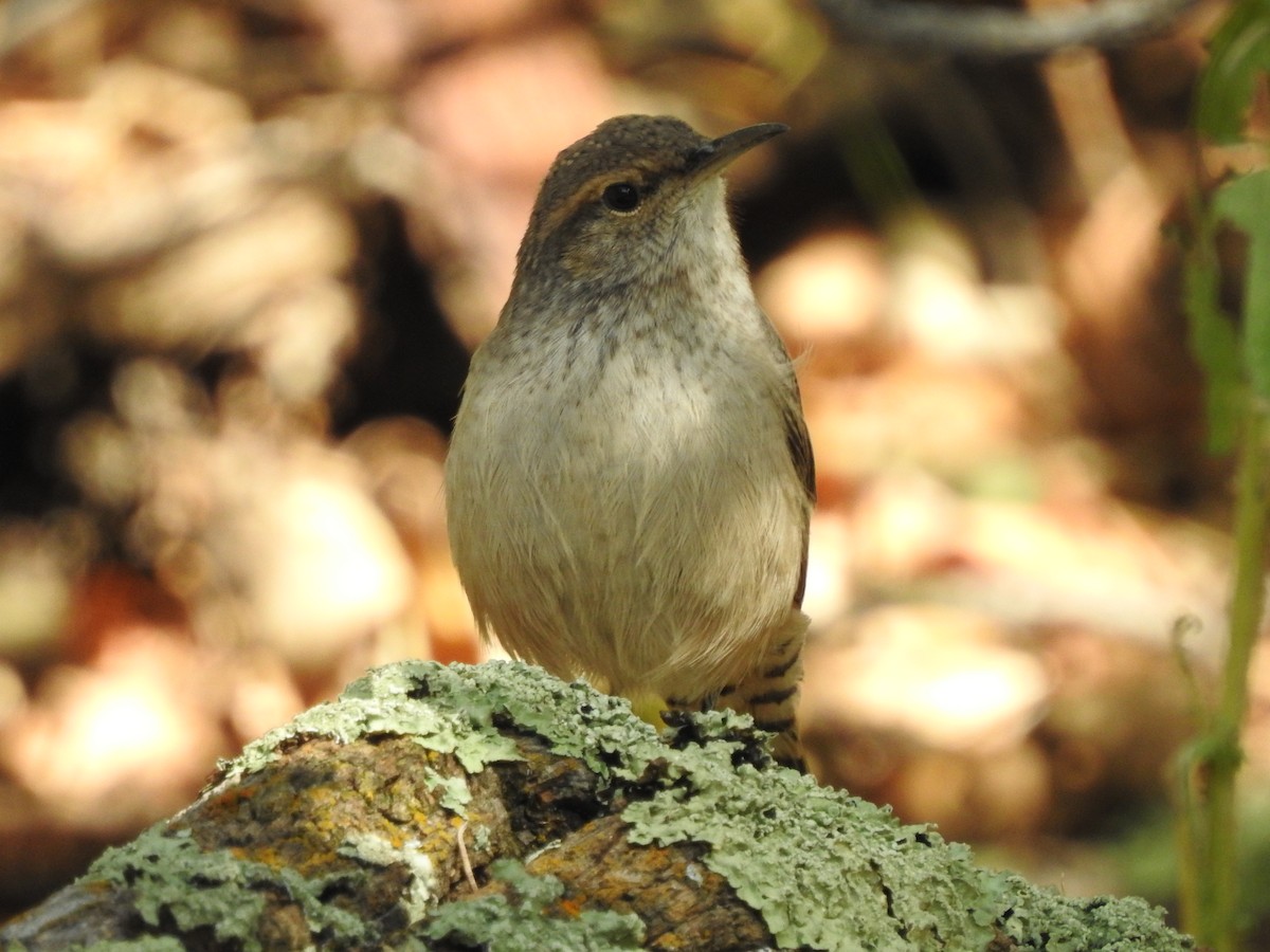 Rock Wren - ML179017391
