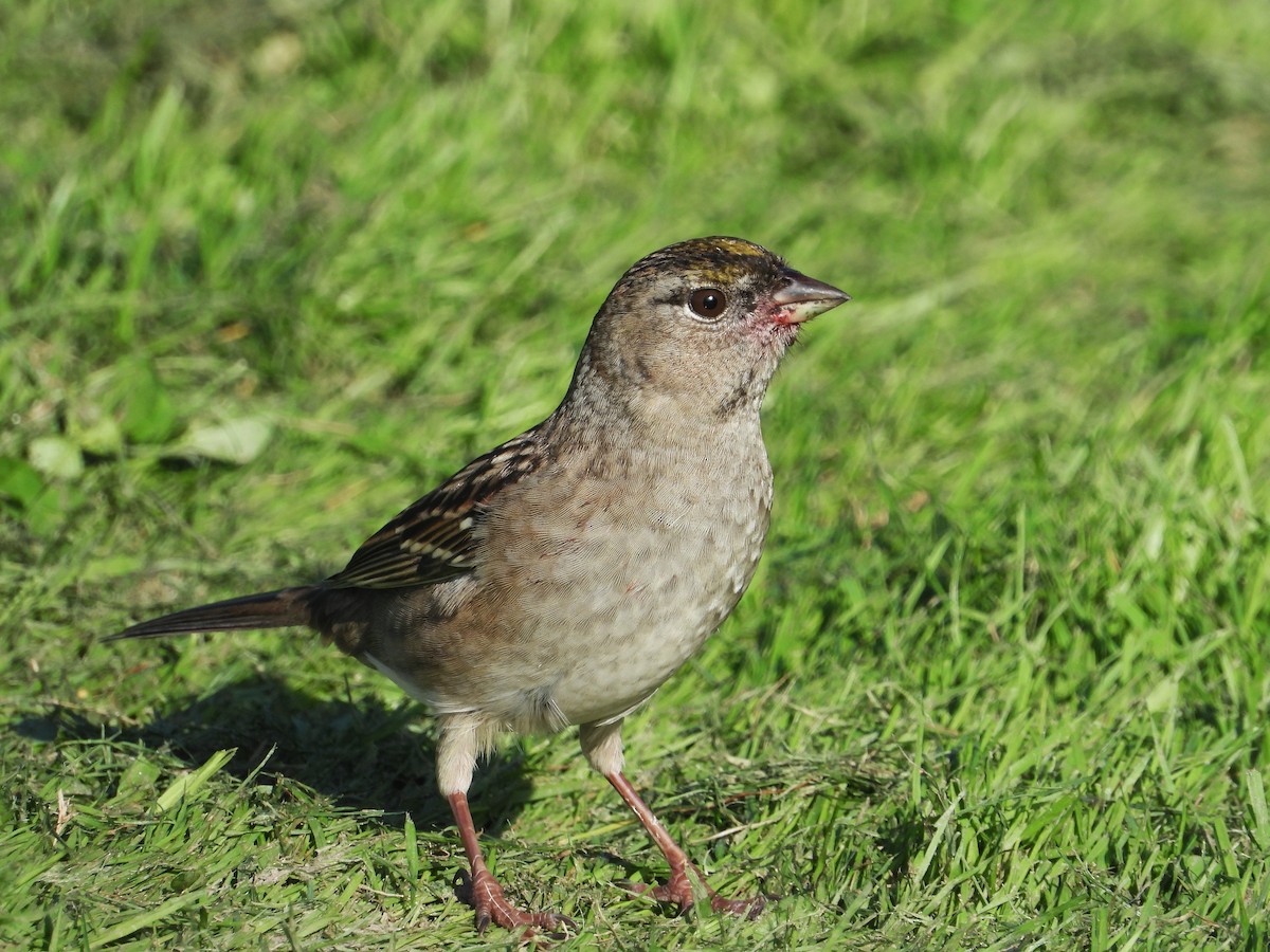 Golden-crowned Sparrow - Nick Mrvelj