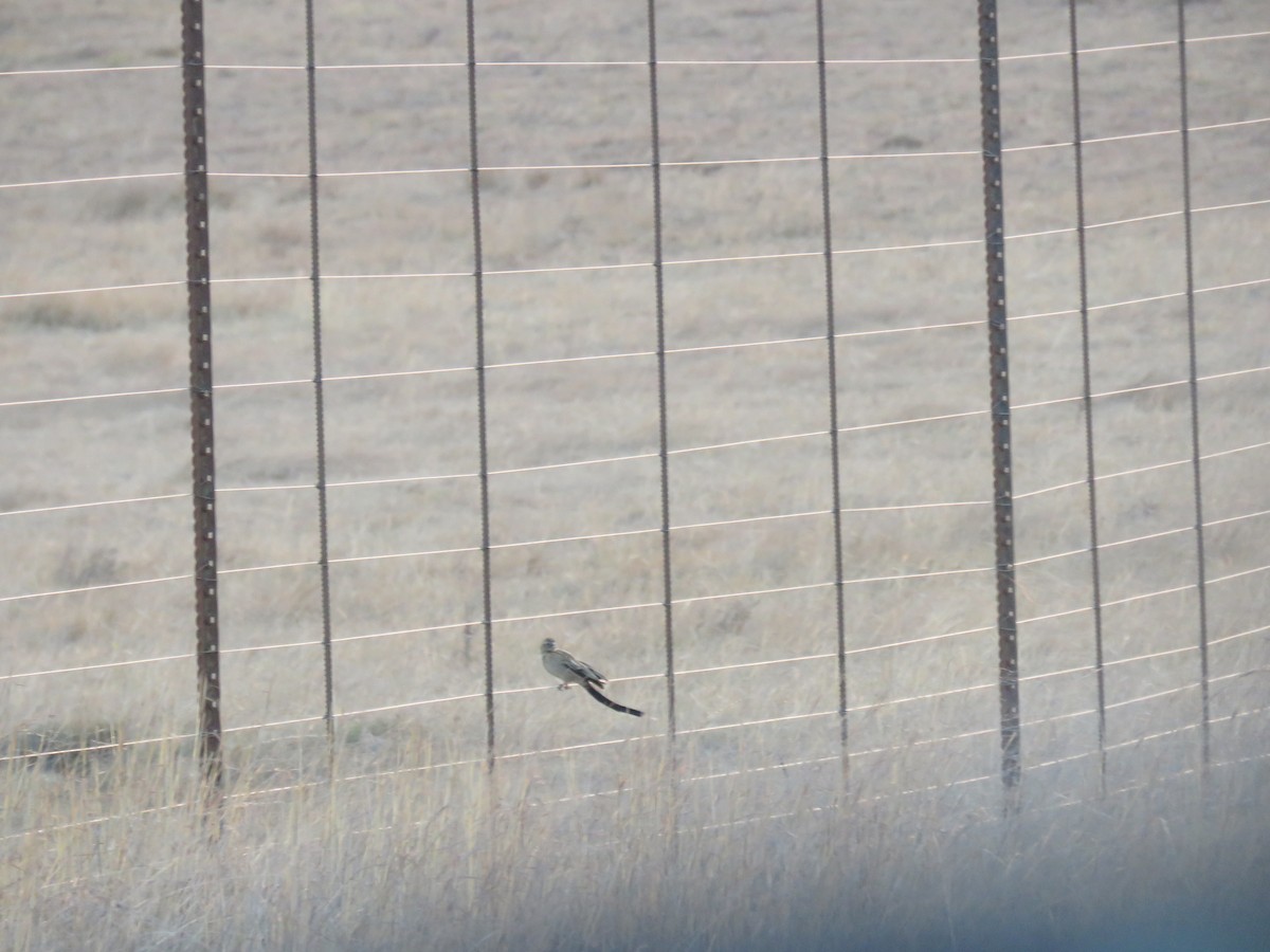 Long-tailed Widowbird - ML179021781