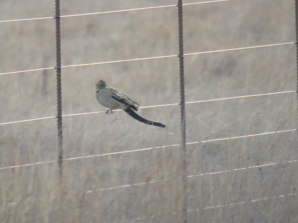 Long-tailed Widowbird - ML179021891
