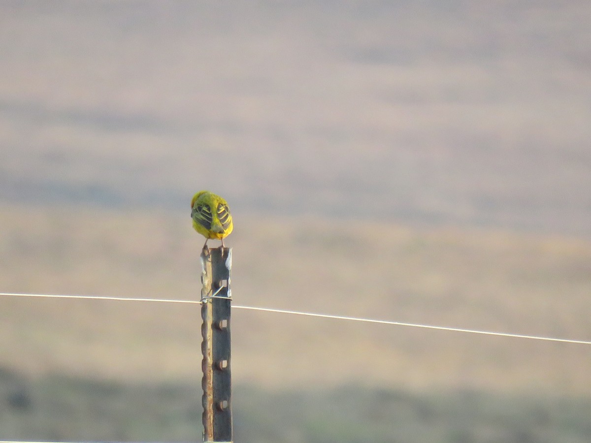 Cape Weaver - ML179023071