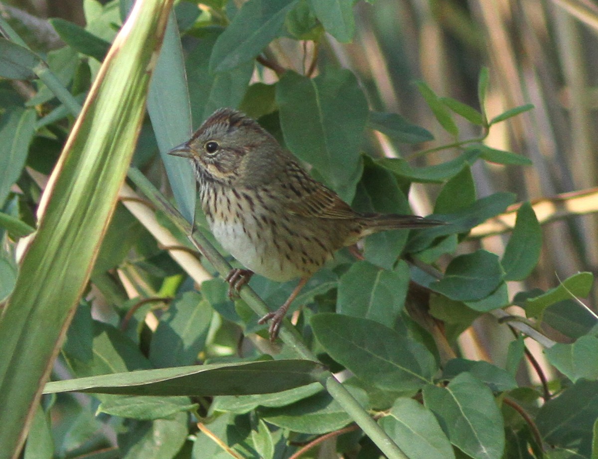 Lincoln's Sparrow - ML179023301