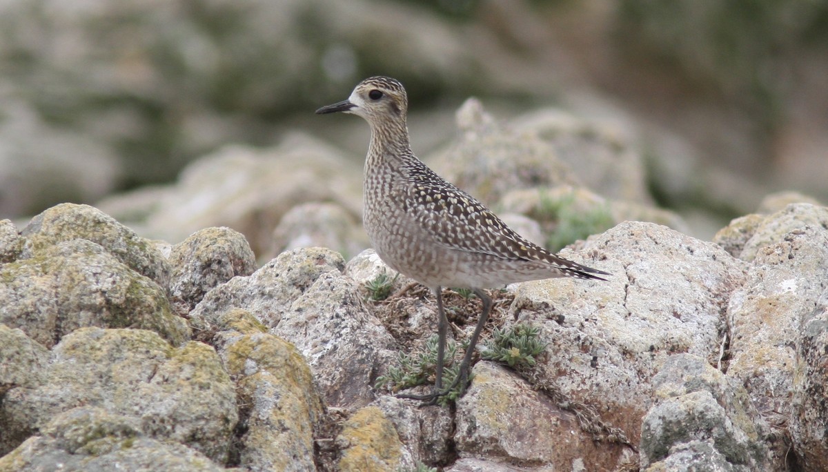 Pacific Golden-Plover - ML179023901